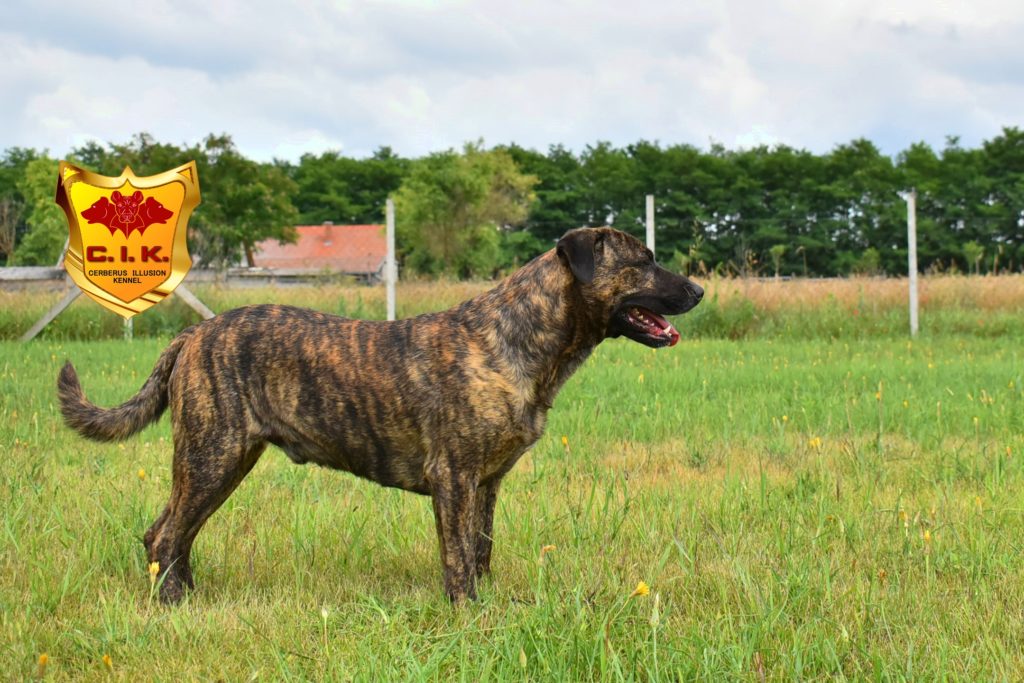 Anakin Cerberus Illusion Cimarron Uruguayo 18.7.2020