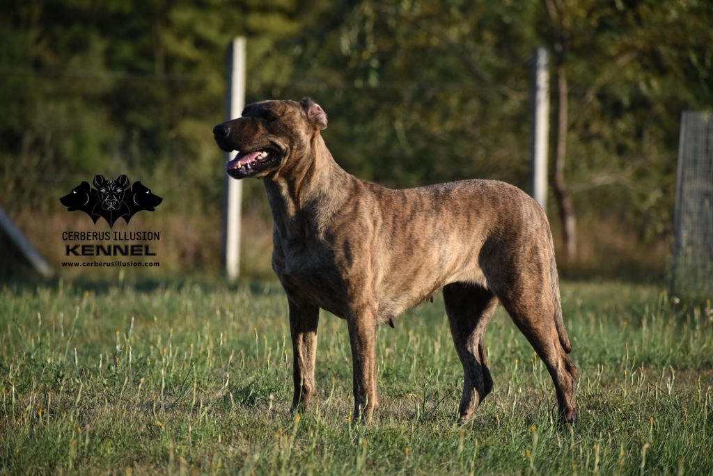 cimarron uruguayo Beulah Cerberus Illusion