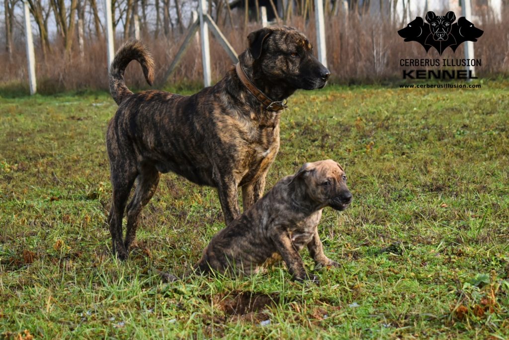 Cimarron Uruguayo puppy for sale Anakin Enekin Cerberus Illusion Cimarron Uruguayo