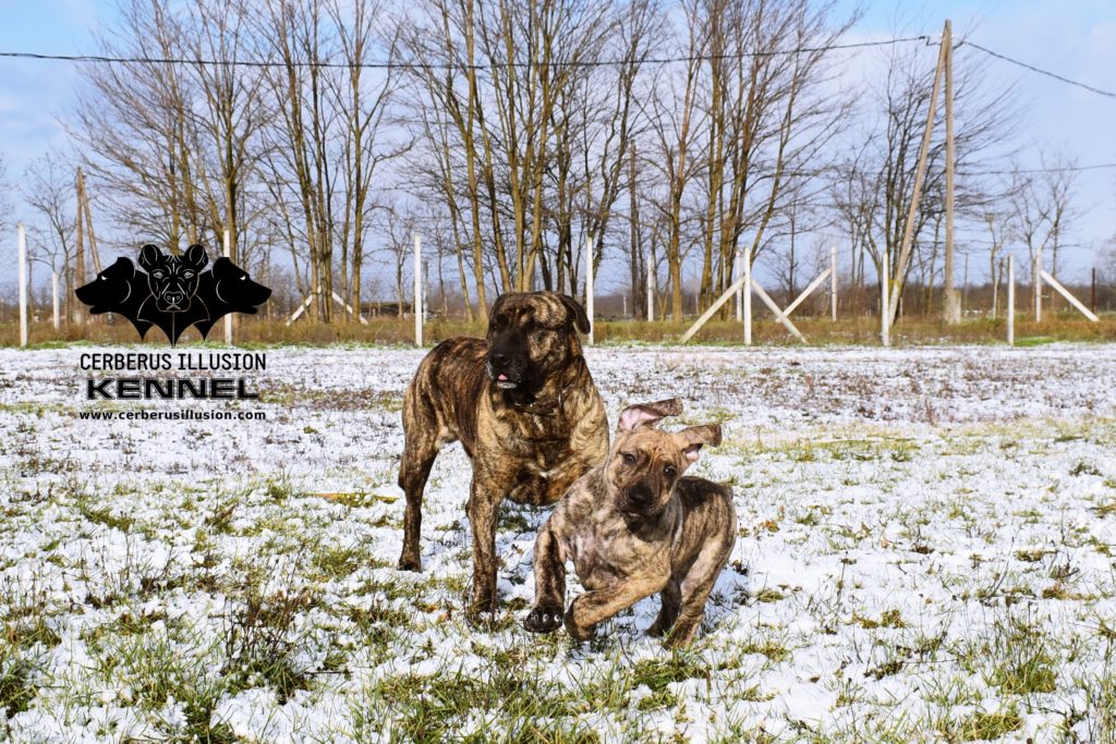 Cimarron Uruguayo puppy for sale Enekin Cerberus Illusion