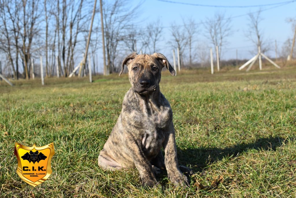 Cimarron Uruguayo puppy for sale Enekin Cerberus Illusion