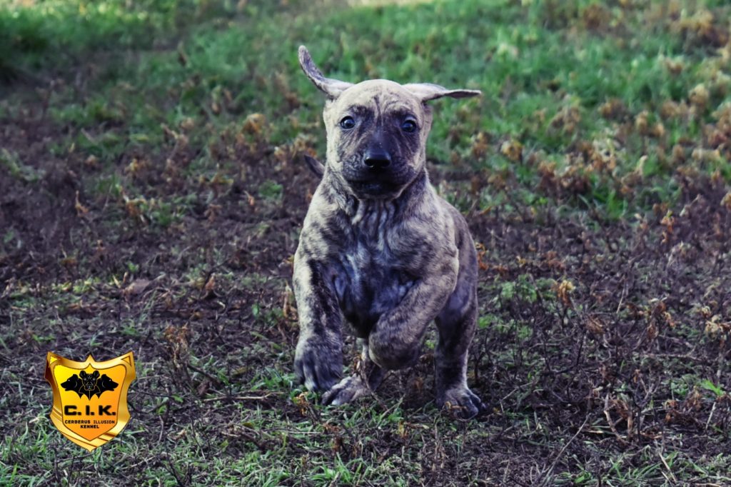 cimarron uruguayo enekin cerberus illusion e litter