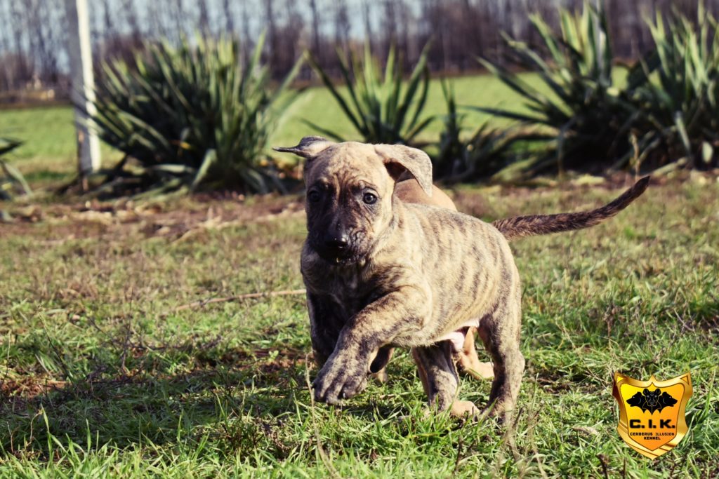 cimarron uruguayo enekin cerberus illusion e litter