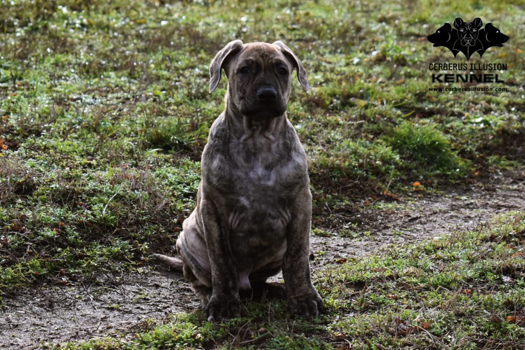 cimarron uruguayo enekin cerberus illusion e litter