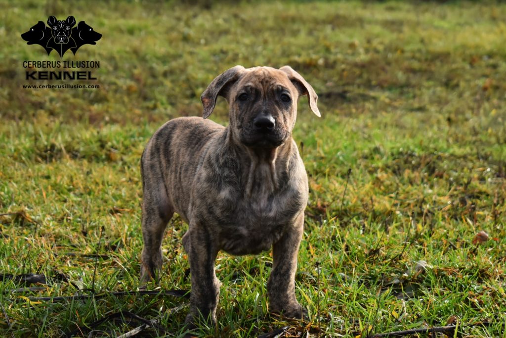 cimarron uruguayo enekin cerberus illusion e litter