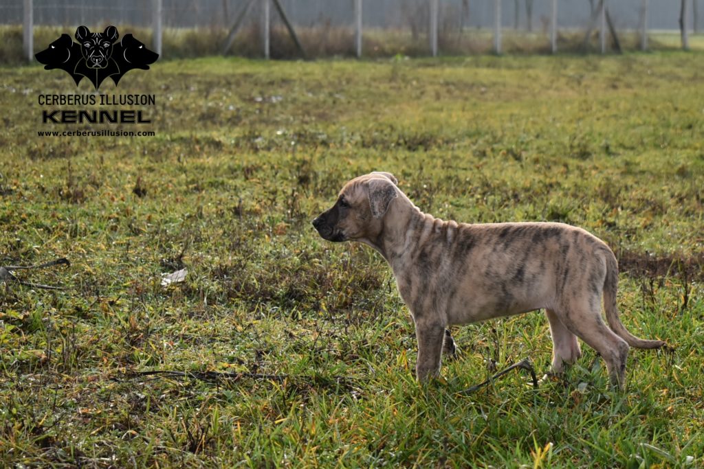 cimarron uruguayo esme cerberus illusion e litter