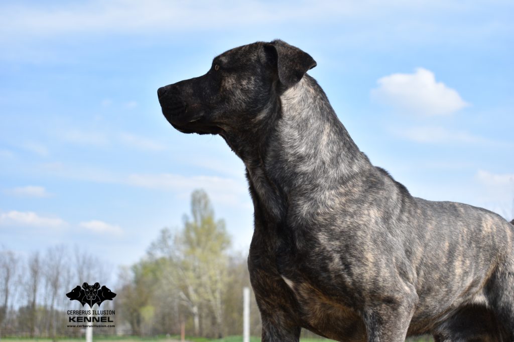 Duncan Cerberus Illusion Cimarron Uruguayo pódium