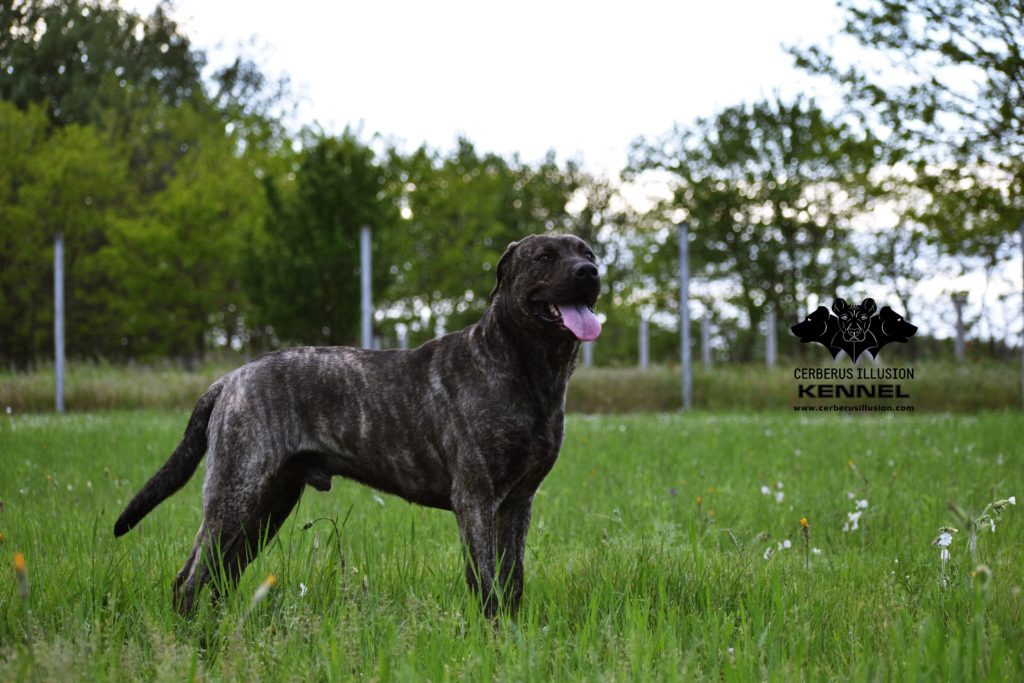 Duncan Cerberus Illusion Cimarron Uruguayo 25.5.2021a F litter