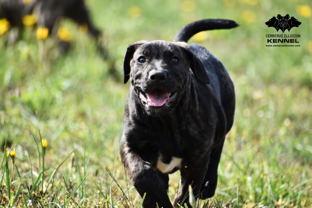 Cimarron Uruguayo puppy for sale