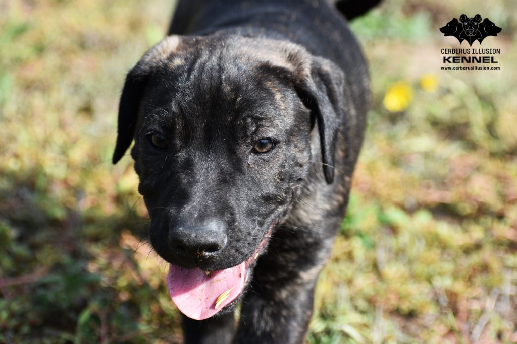 Cimarron Uruguayo puppy for sale