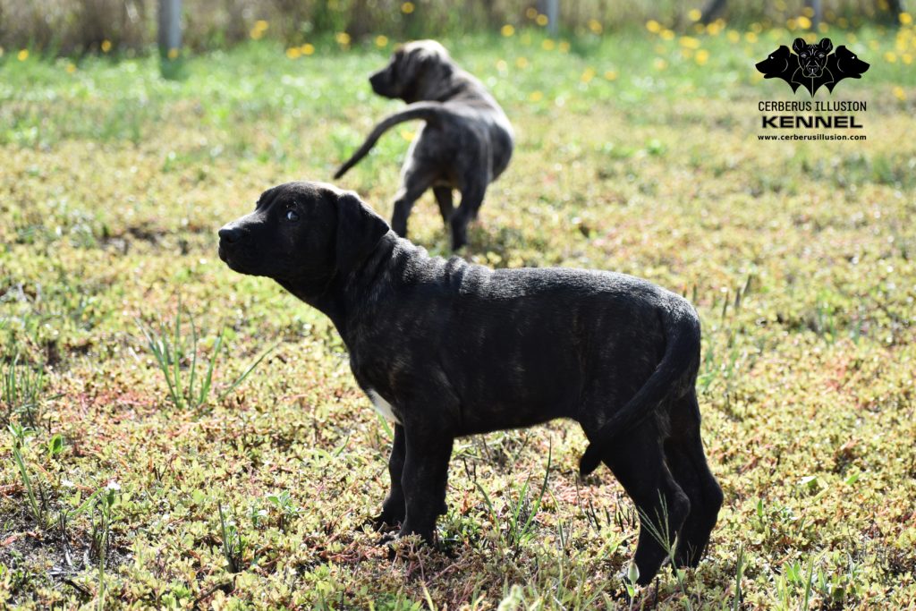 Freya Cerberus Illusion Cimarron Uruguayo