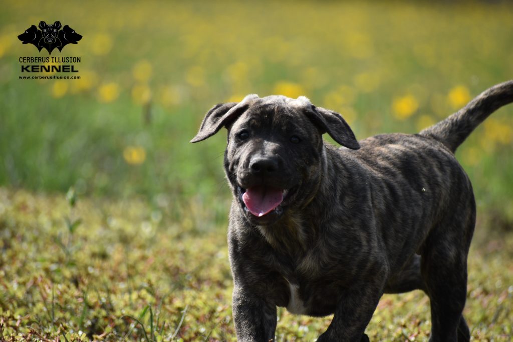 Working Cimarron Uruguayo puppy for sale