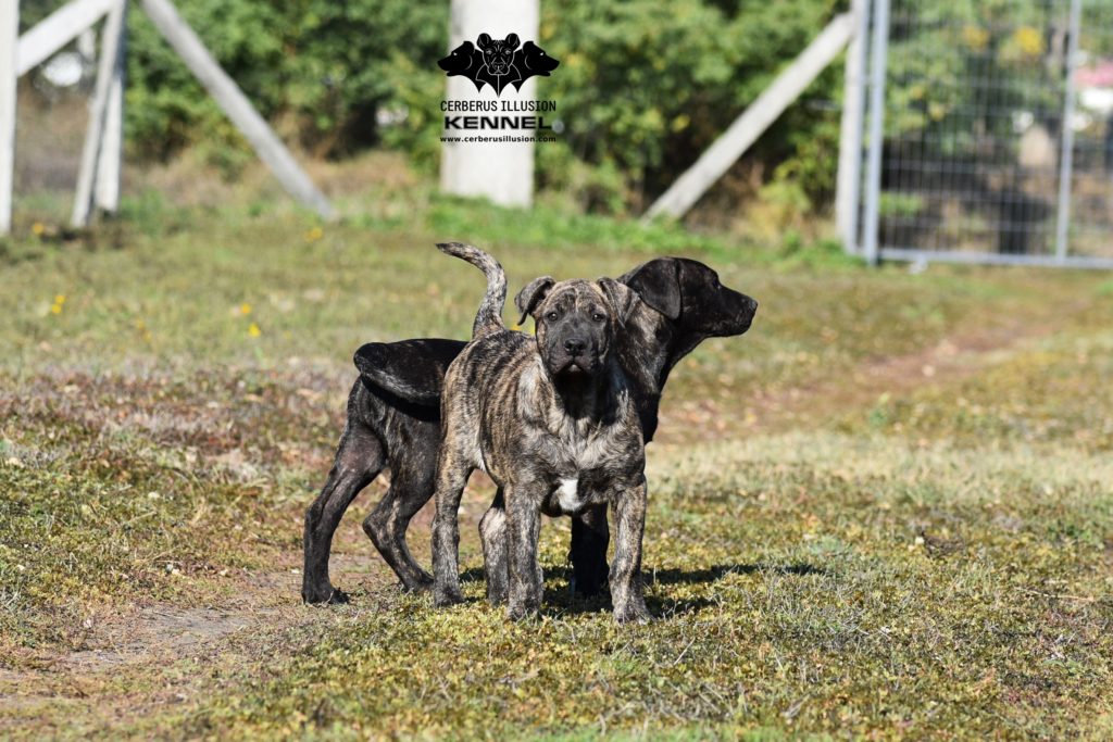 Working Cimarron Uruguayo puppy for sale