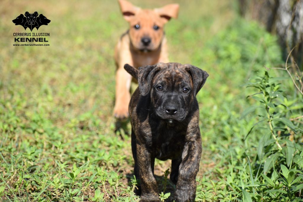 G litter Cerberus Illusion