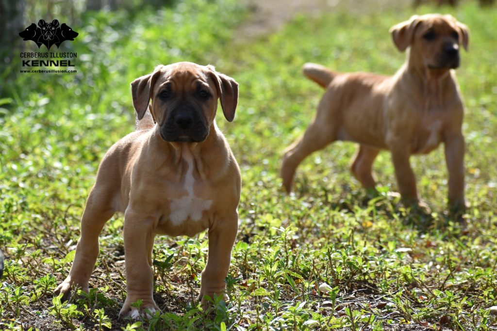 G litter Cerberus Illusion