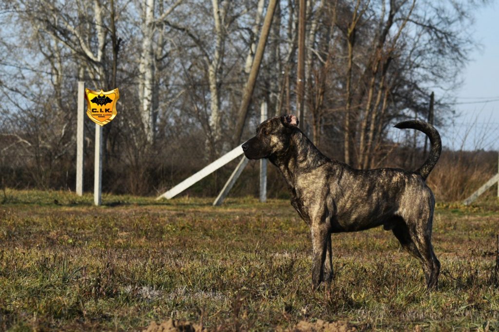 Duncan Cerberus Illusion Cimarron Uruguayo