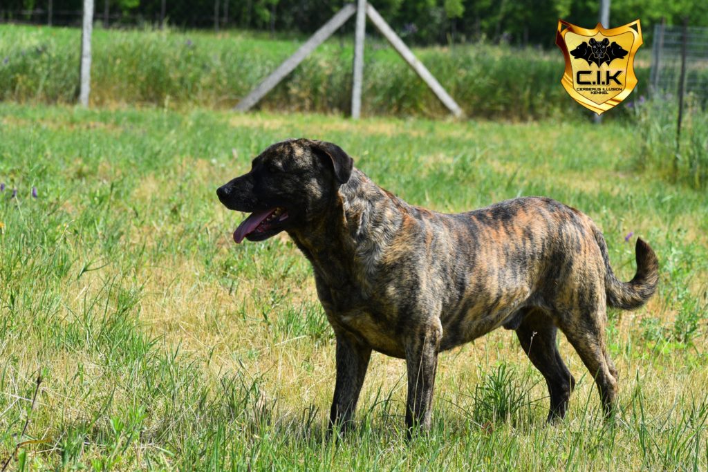 Anakin Cerberus Illusion Cimarron Uruguayo