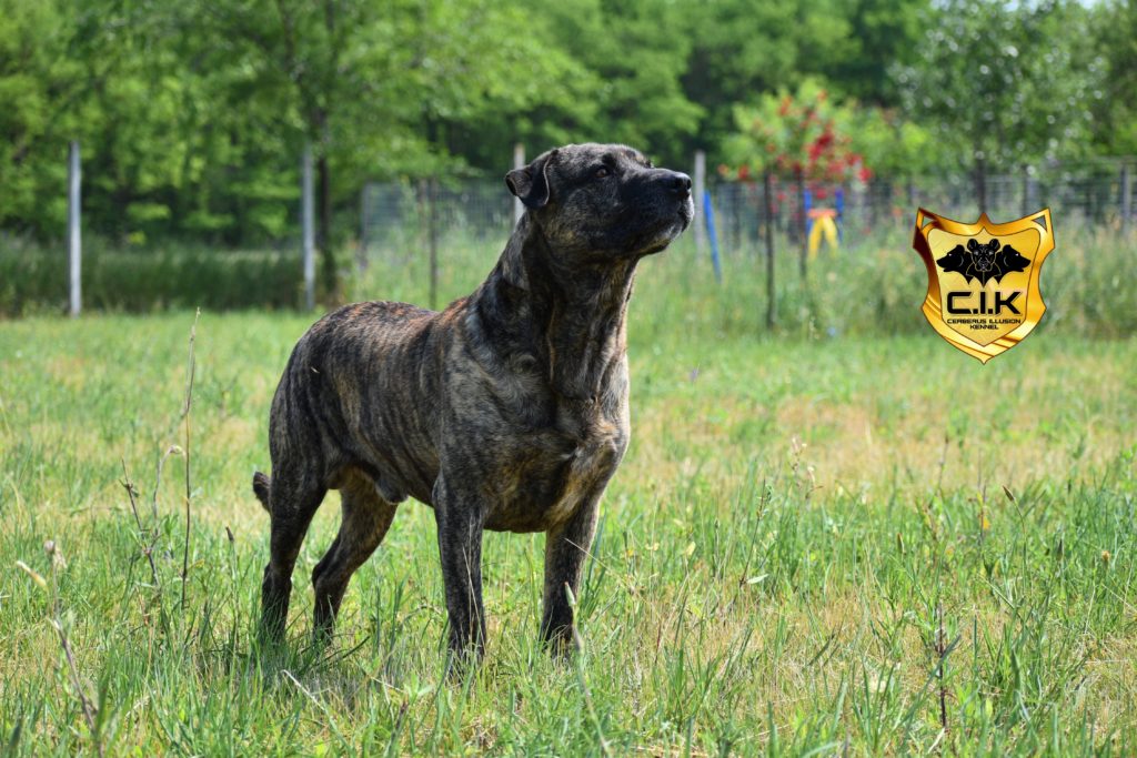 Anakin Cerberus Illusion Cimarron Uruguayo