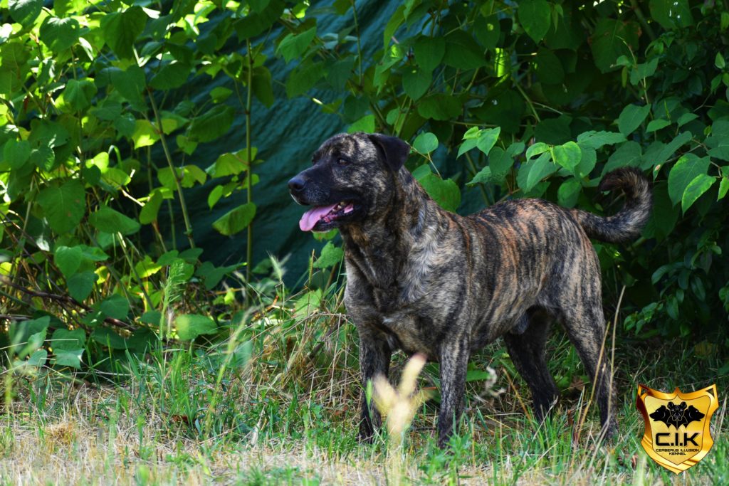 Anakin Cerberus Illusion Cimarron Uruguayo