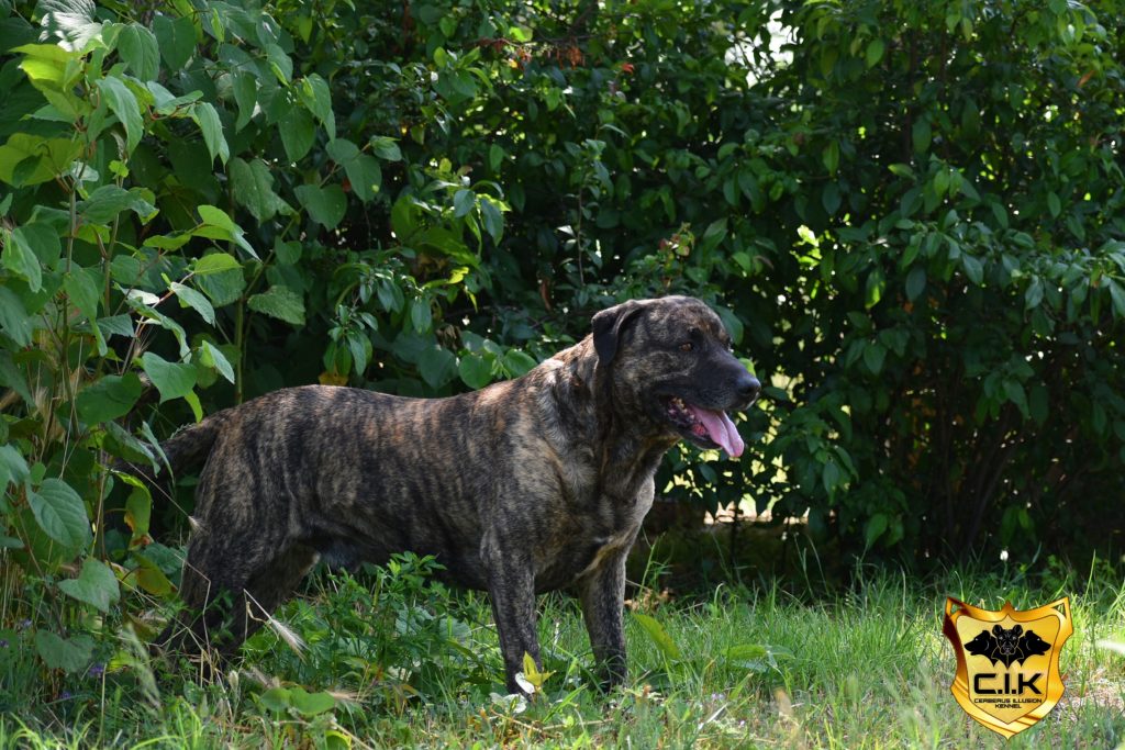 Anakin Cerberus Illusion Cimarron Uruguayo