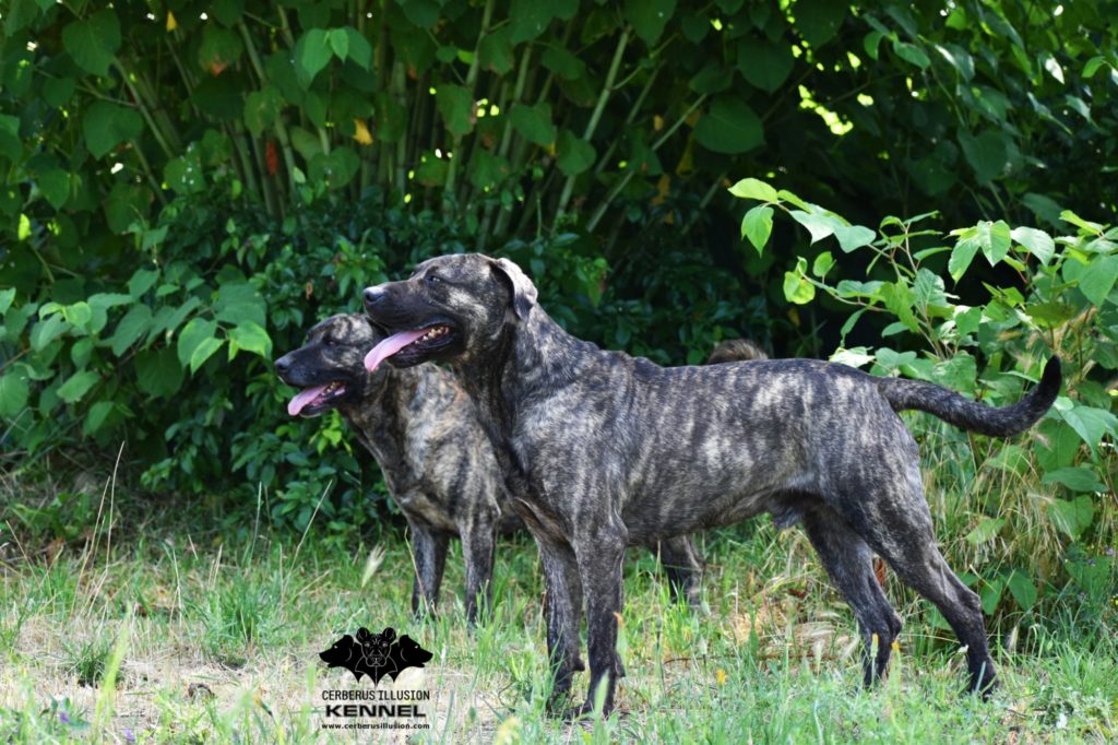 Anakin and Duncan Cerberus Illusion Cimarron Uruguayo