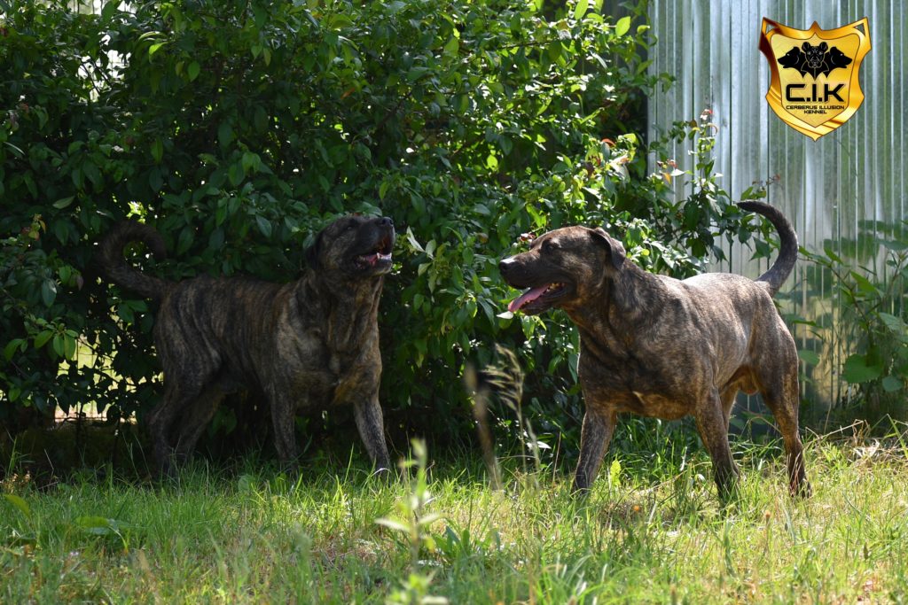 Anakin and Duncan Cerberus Illusion Cimarron Uruguayo