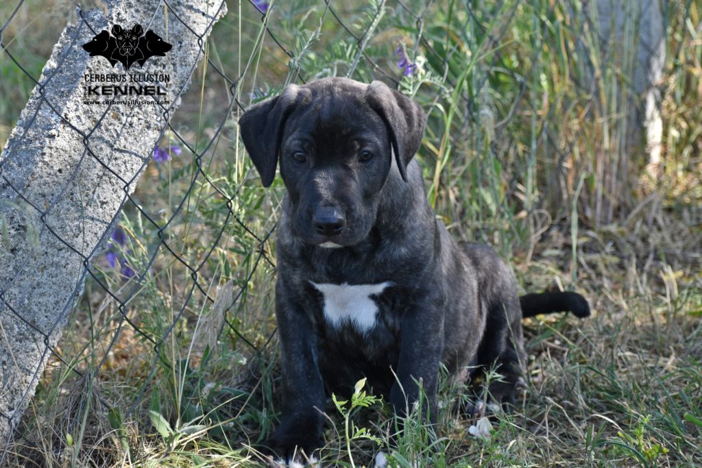 Hades Cerberus Illusion TOP Uruguajský Cimarron na predaj