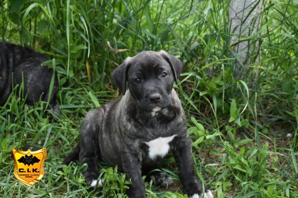 Hades Cerberus Illusion TOP Uruguajský Cimarron na predaj TOP Uruguayan Cimarron