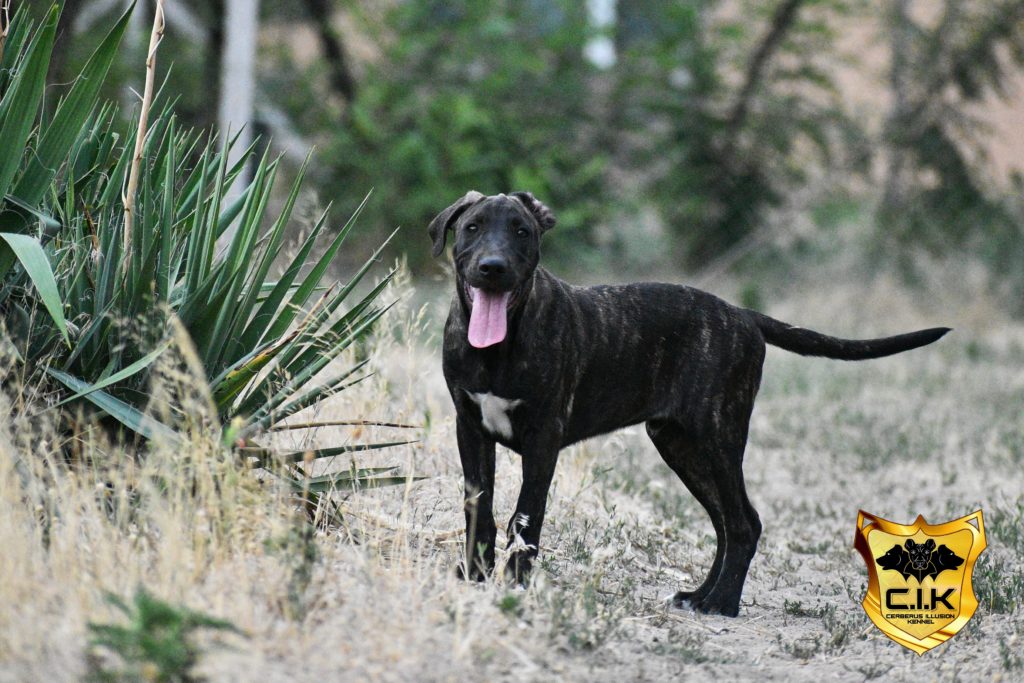 Hades Cerberus Illusion - Cimarron Uruguayo