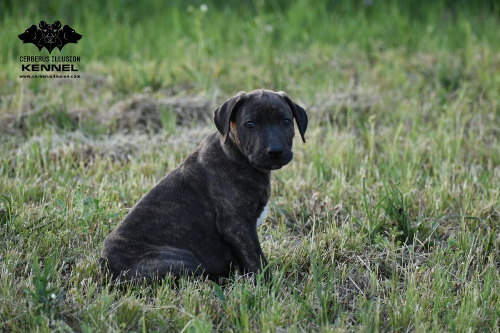 “Stolen” Cimarron Uruguayo