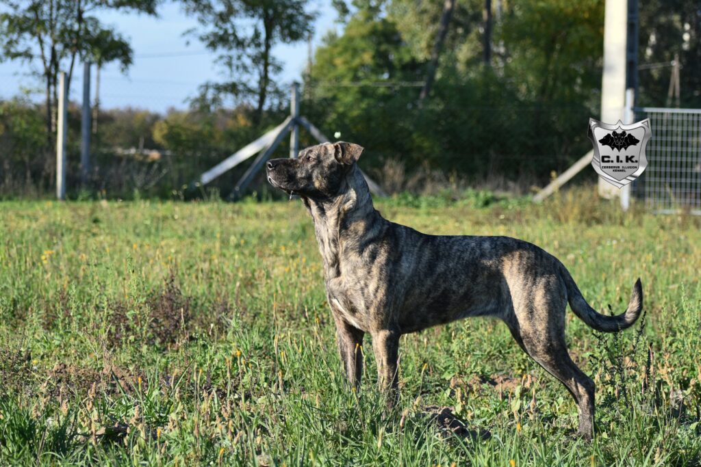 Fatima Cerberus Illusion Cimarron Uruguayo