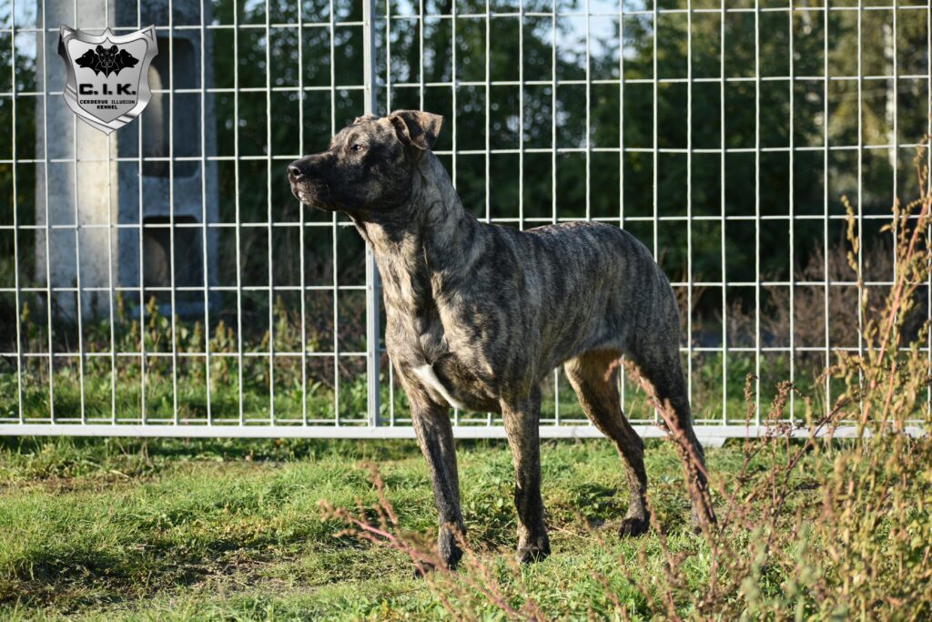 Fatima Cerberus Illusion Cimarron Uruguayo