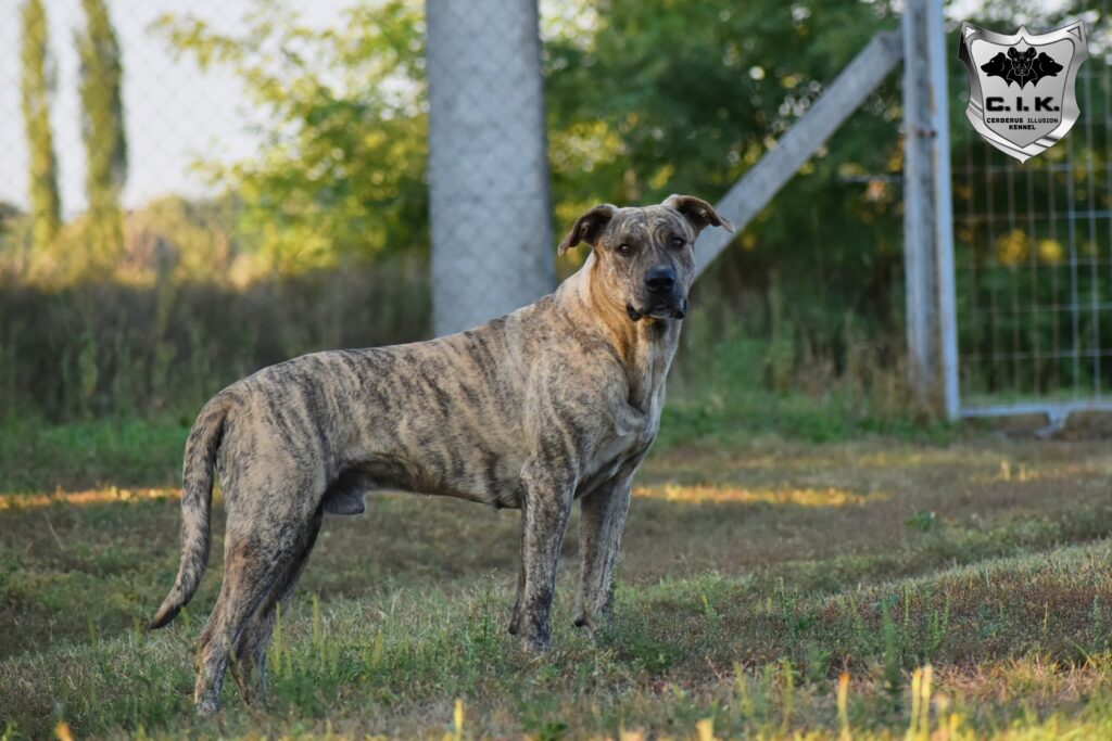 Cerberus Illusion Cimarron Uruguayo - Cimarron na predaj