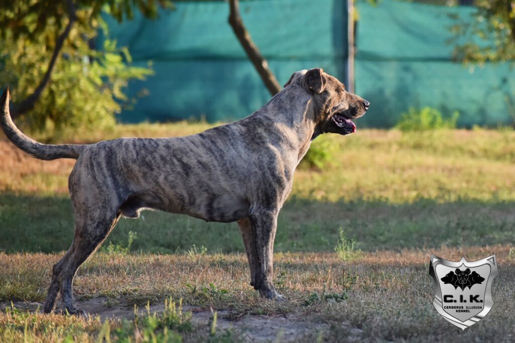 Cerberus Illusion Cimarron Uruguayo