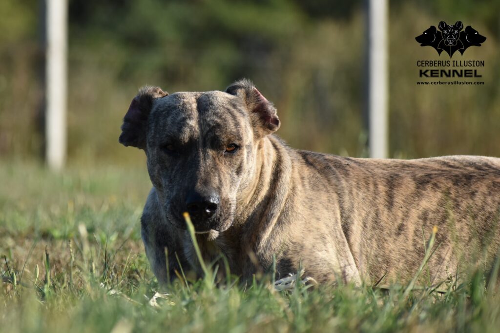 Beowulf Cerberus Illusion Cimarron Uruguayo 14.9.2020 h