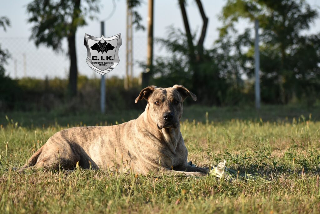 Cerberus Illusion Cimarron Uruguayo - Cimarron na predaj