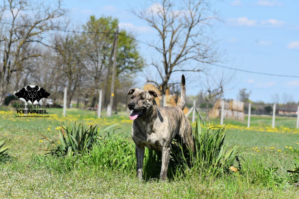 Cerberus Illusion Cimarron Uruguayo