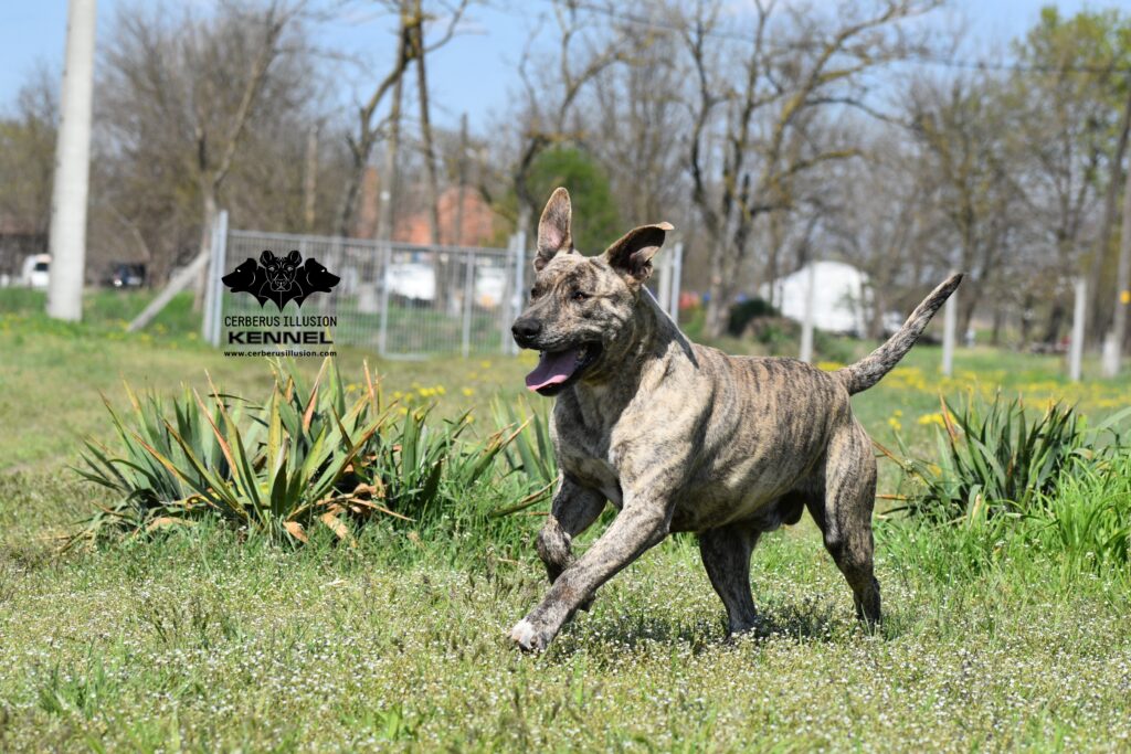 Cerberus Illusion Cimarron Uruguayo