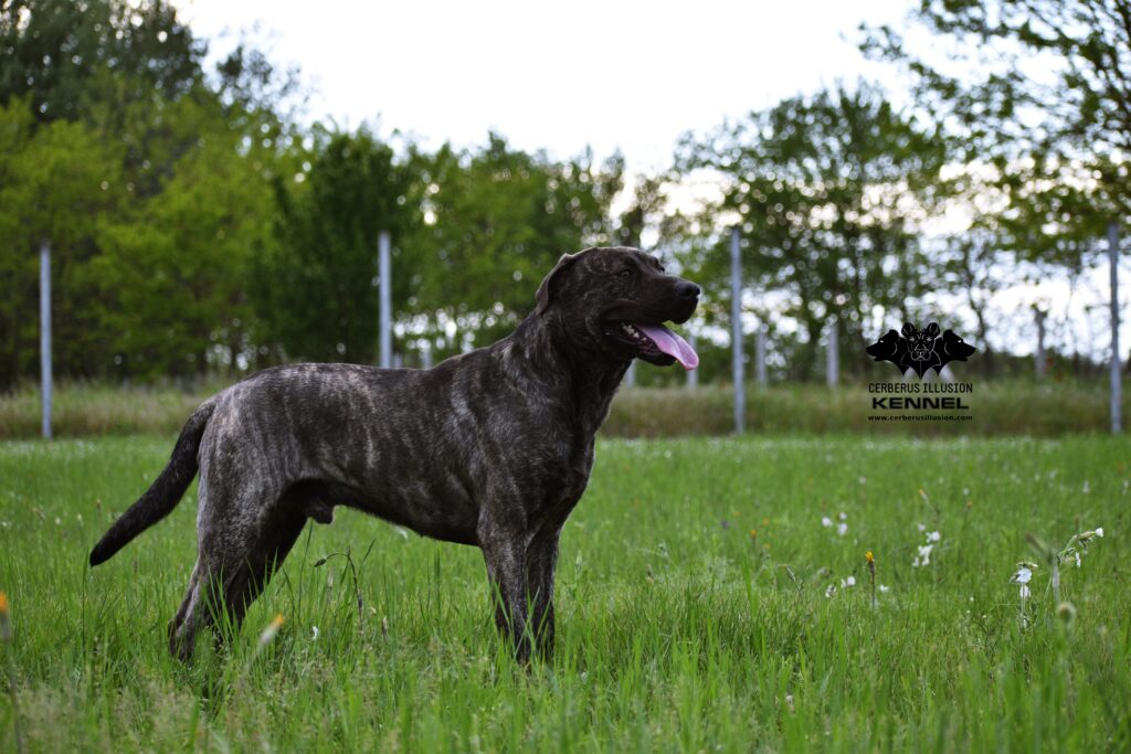 Cerberus Illusion Cimarron Uruguayo