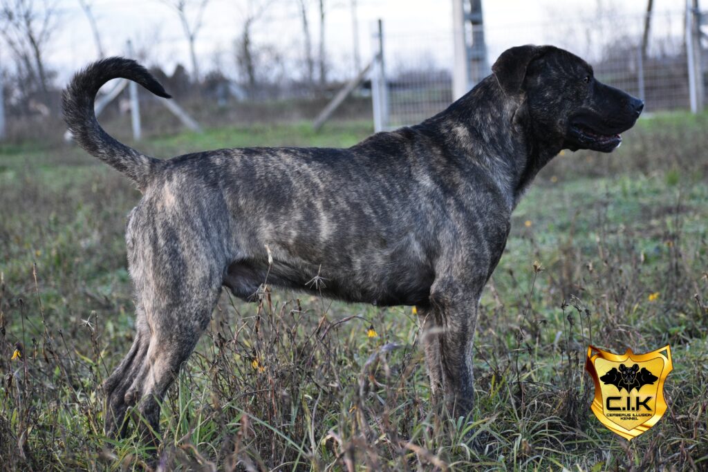 Duncan Cerberus Illusion Cimarron Uruguayo