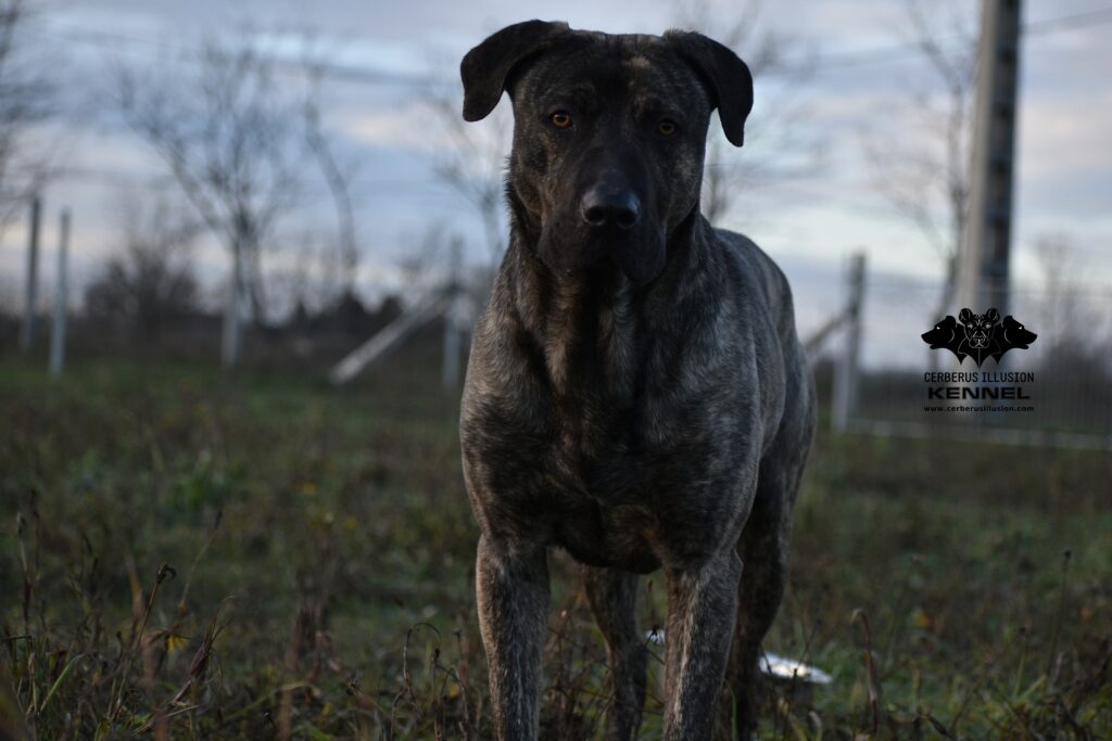 Duncan Cerberus Illusion Cimarron Uruguayo