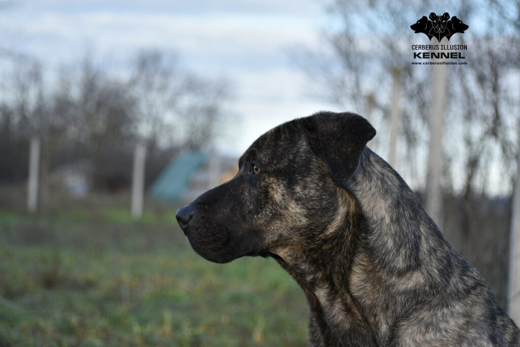 Duncan Cerberus Illusion Cimarron Uruguayo