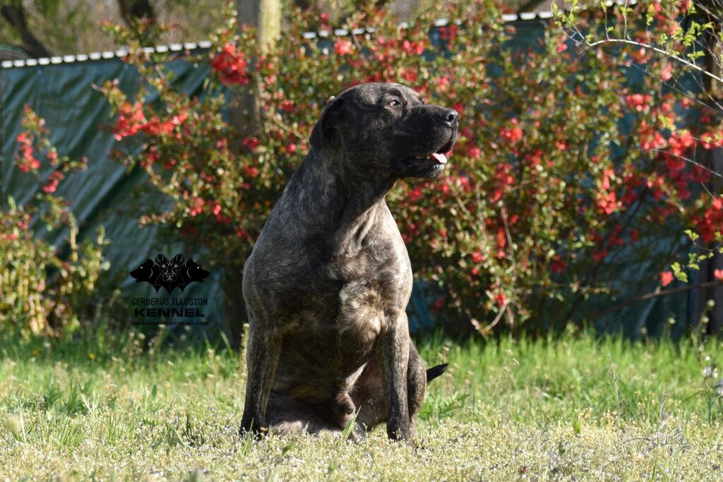 Cerberus Illusion Cimarron Uruguayo