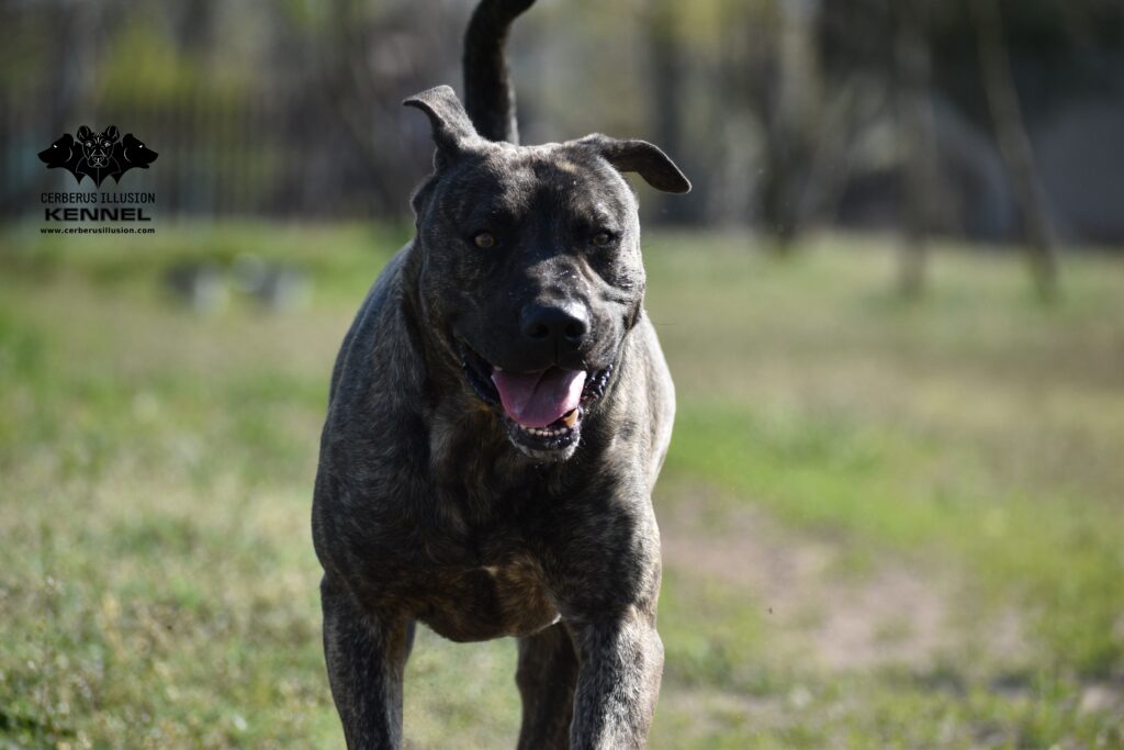 Cerberus Illusion Cimarron Uruguayo