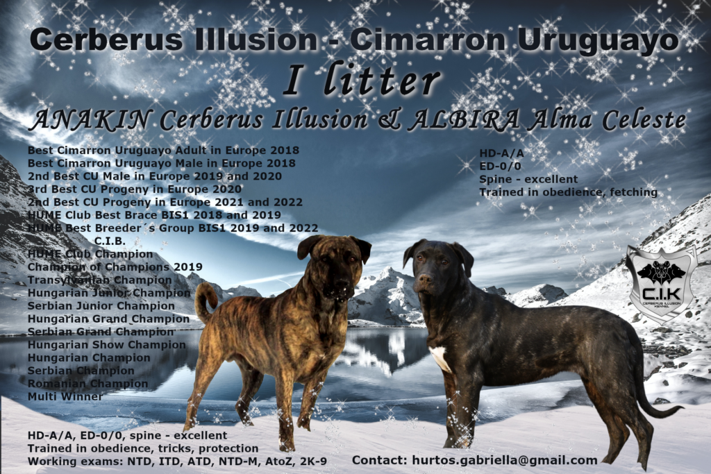 I litter Cerberus Illusion Cimarron Uruguayo šteniatko