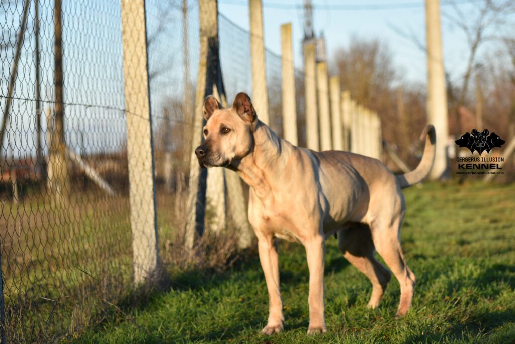 Cerberus Illusion Cimarron Uruguayo