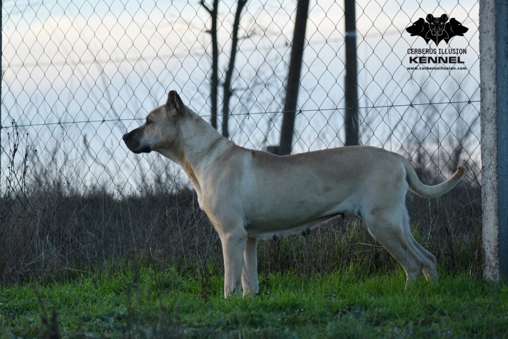 Cerberus Illusion Cimarron Uruguayo