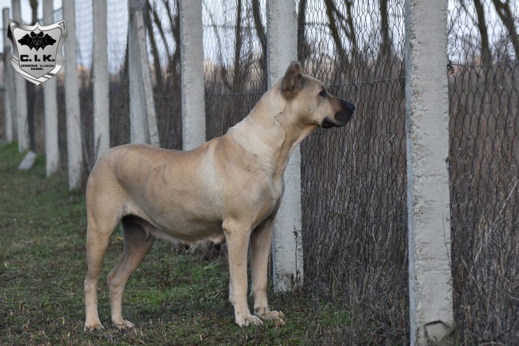 Cerberus Illusion Cimarron Uruguayo