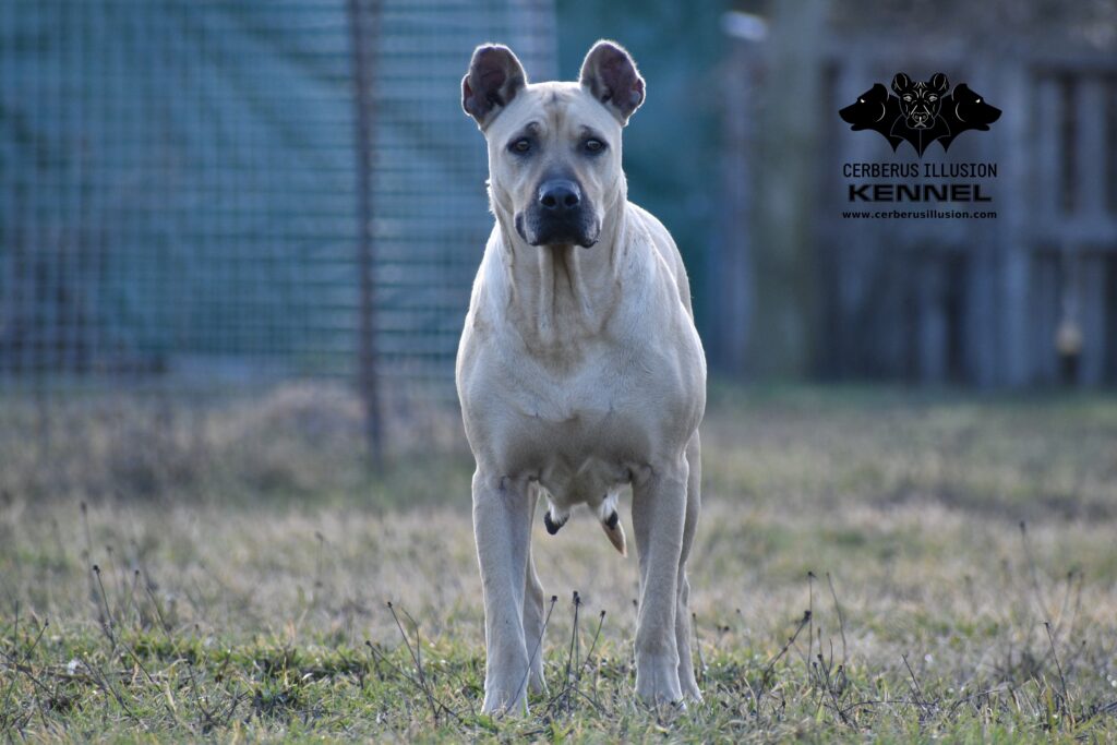 Cerberus Illusion Cimarron Uruguayo