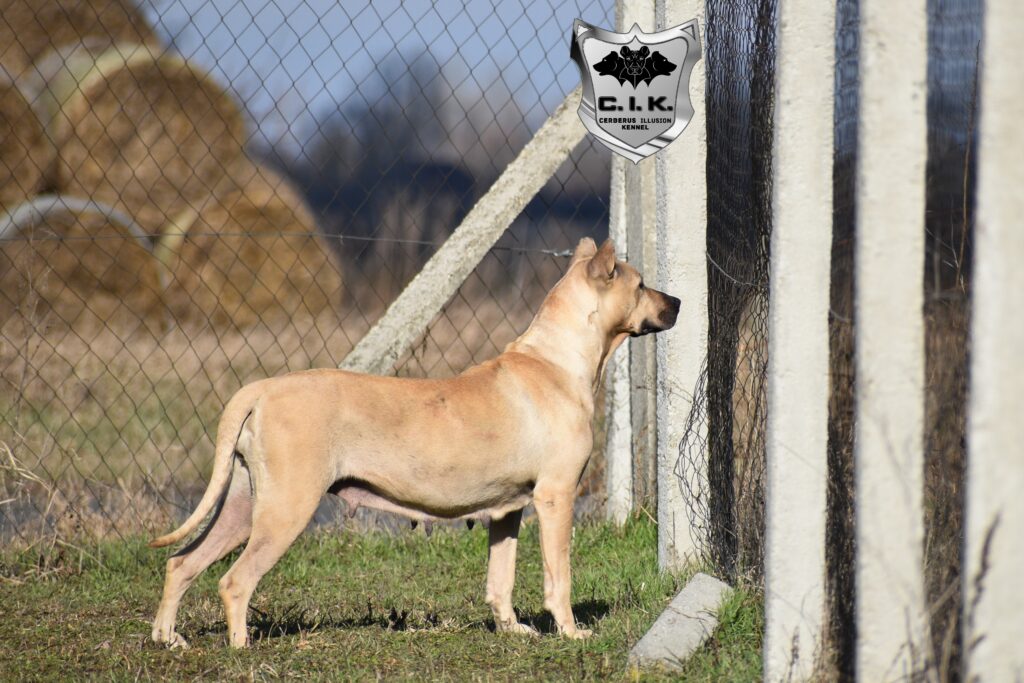 Cerberus Illusion Cimarron Uruguayo